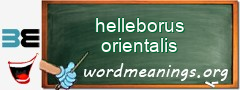 WordMeaning blackboard for helleborus orientalis